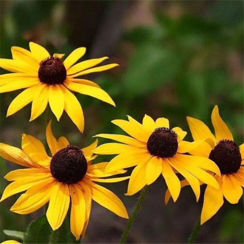 黑心菊花种四季开花室外庭院金光菊多年生耐寒花卉花种子籽