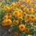 黑心菊花种四季开花室外庭院金光菊多年生耐寒花卉花种子籽