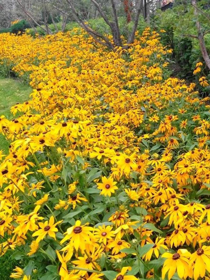 黑心菊花种四季开花室外庭院金光菊多年生耐寒花卉花种子籽