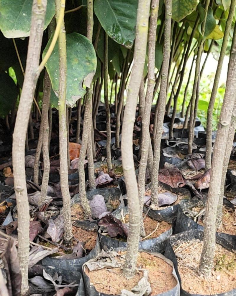 红花荷小苗，荷苞木袋苗红花荷树苗红花荷