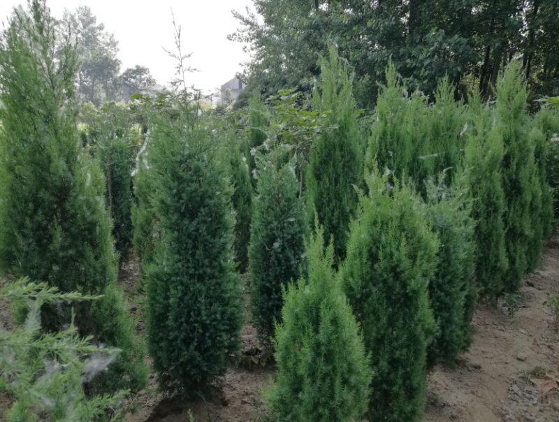 塔柏，又名蜀桧，耐腐力强，多分布于陕西，山东，江苏等地