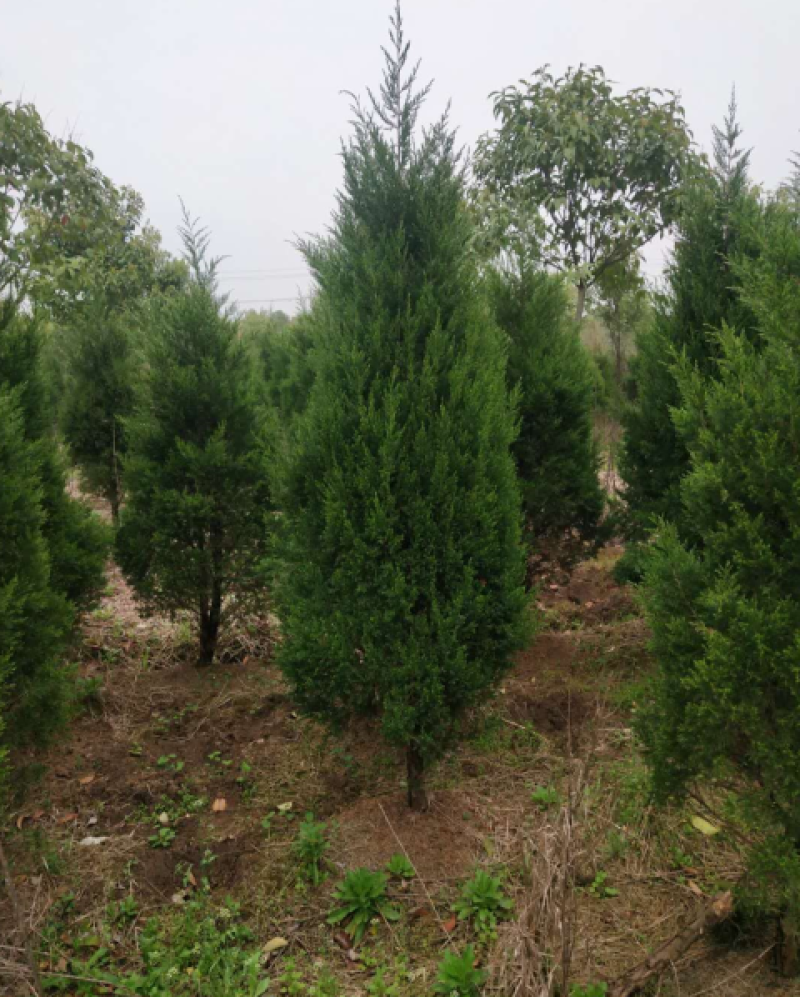 塔柏，又名蜀桧，耐腐力强，多分布于陕西，山东，江苏等地