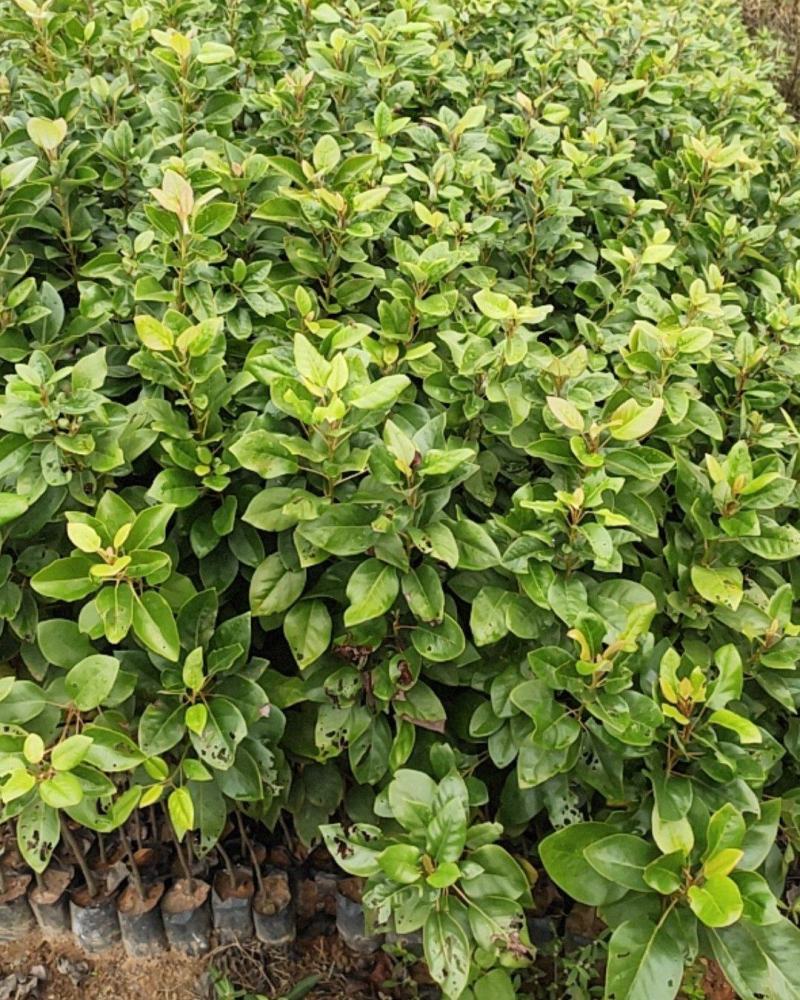 红花荷小苗，荷苞木袋苗红花荷树苗红花荷