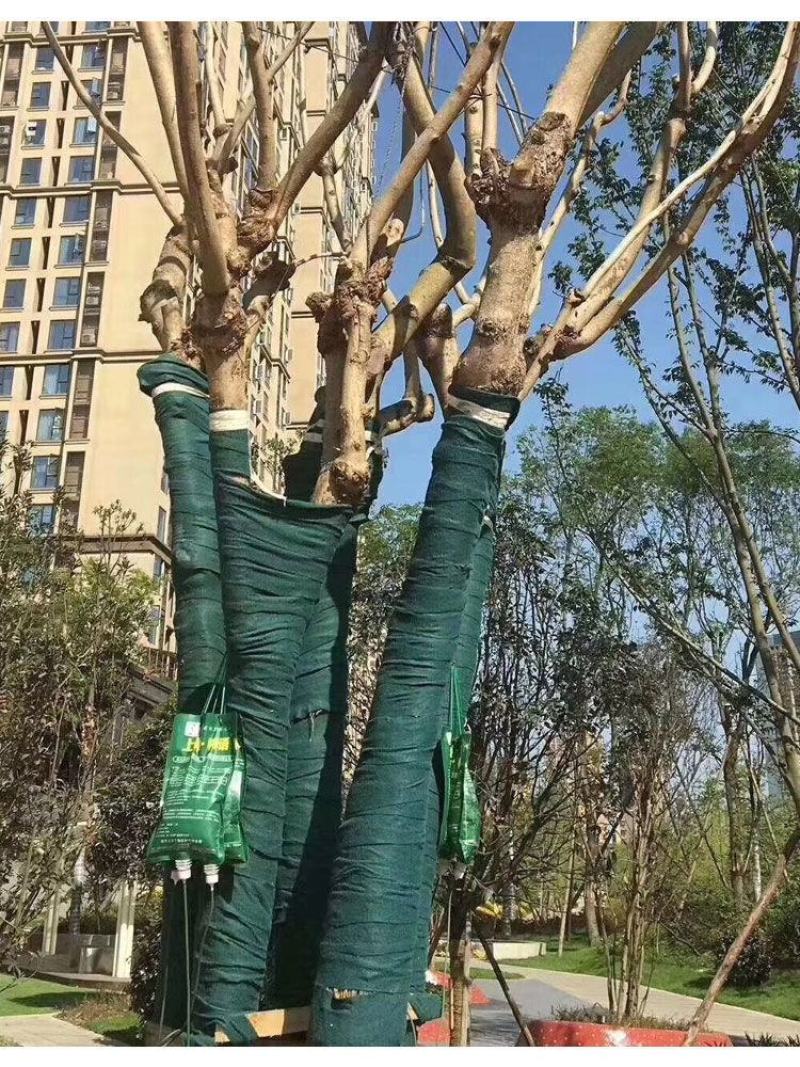 树木防寒保温棉，树干加厚保温棉，树木防寒保温裹树布