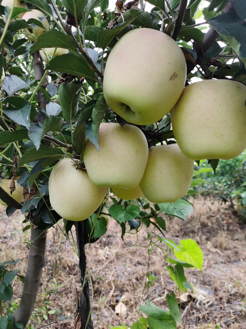 M9T337自根枮矮化枮脱毒苹果苗保证2年亩产1000斤