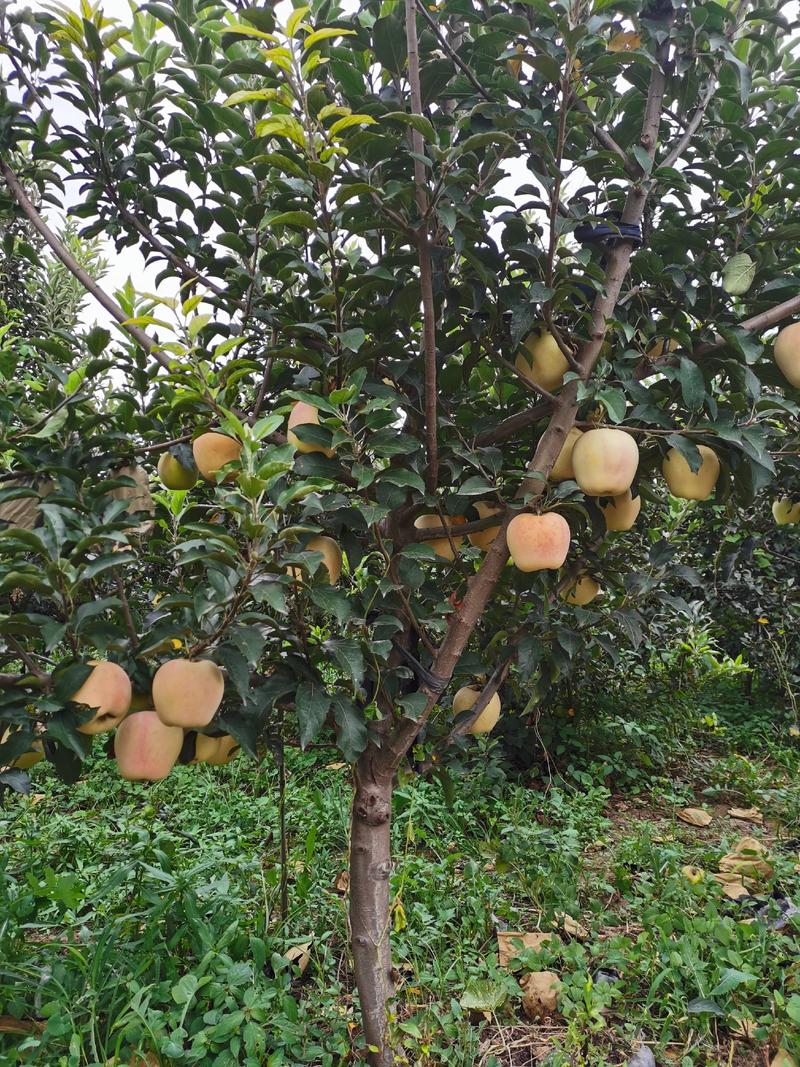M9T337自根枮矮化枮脱毒苹果苗保证2年亩产1000斤