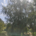 柳树，常见树种，具有平凡，朴素，不奢华的象征