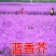 蓝香芥种子易活花卉种子欧亚兰香花芥花籽庭院景观花海