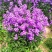 蓝香芥种子易活花卉种子欧亚兰香花芥花籽庭院景观花海