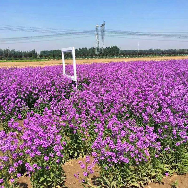 蓝香芥种子易活花卉种子欧亚兰香花芥花籽庭院景观花海