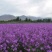 蓝香芥种子易活花卉种子欧亚兰香花芥花籽庭院景观花海