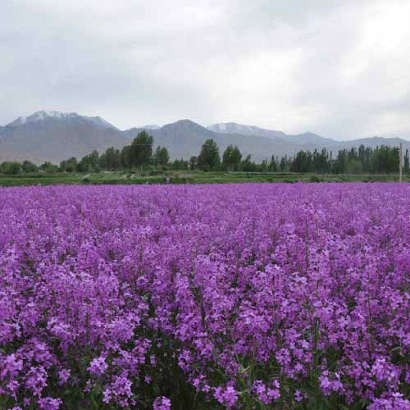 蓝香芥种子易活花卉种子欧亚兰香花芥花籽庭院景观花海