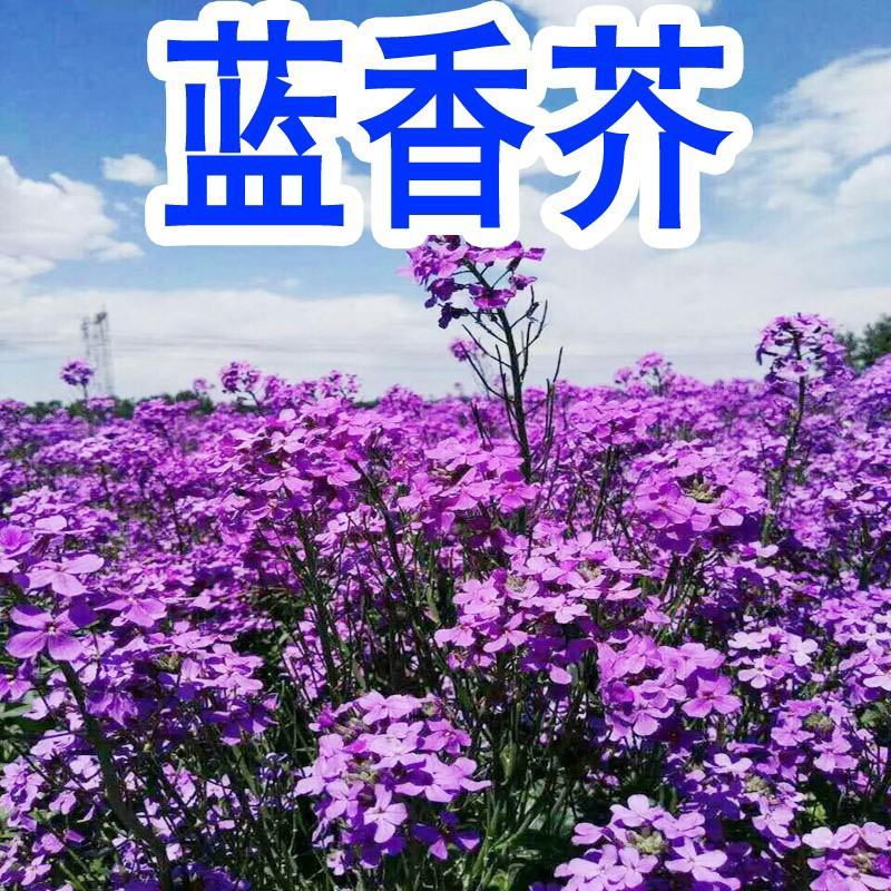 蓝香芥种子易活花卉种子欧亚兰香花芥花籽庭院景观花海