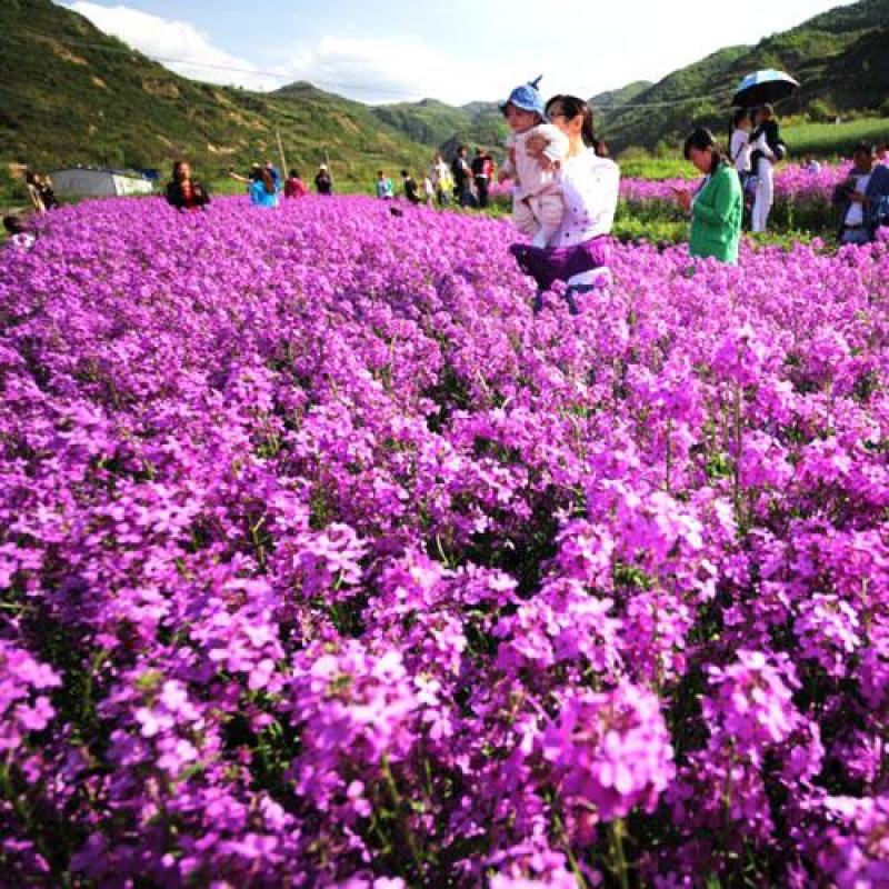 蓝香芥种子易活花卉种子欧亚兰香花芥花籽庭院景观花海