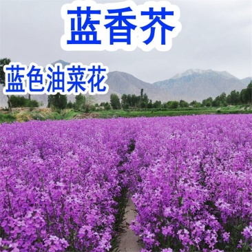 蓝香芥种子易活花卉种子欧亚兰香花芥花籽庭院景观花海