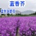 蓝香芥种子易活花卉种子欧亚兰香花芥花籽庭院景观花海