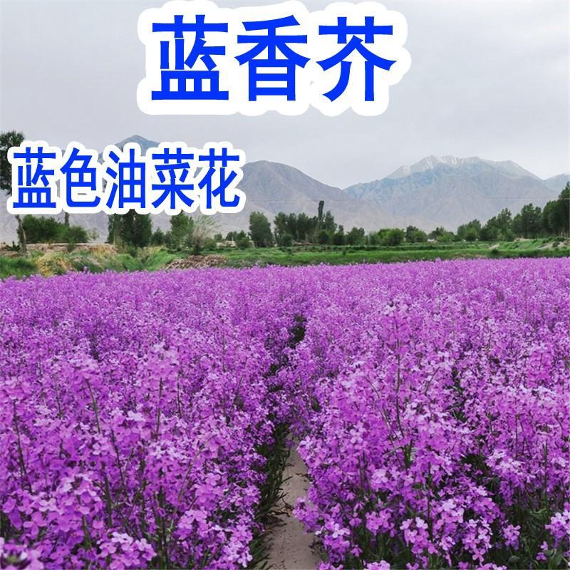 蓝香芥种子易活花卉种子欧亚兰香花芥花籽庭院景观花海