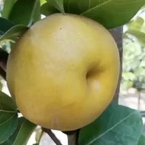 晚秋黄梨