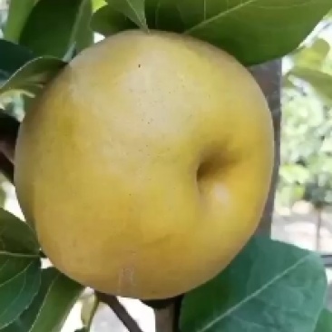 晚秋黄梨