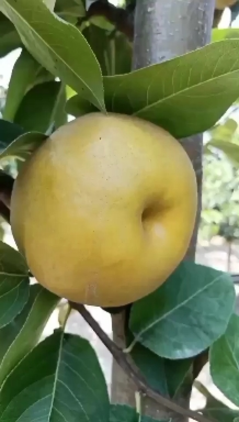 晚秋黄梨