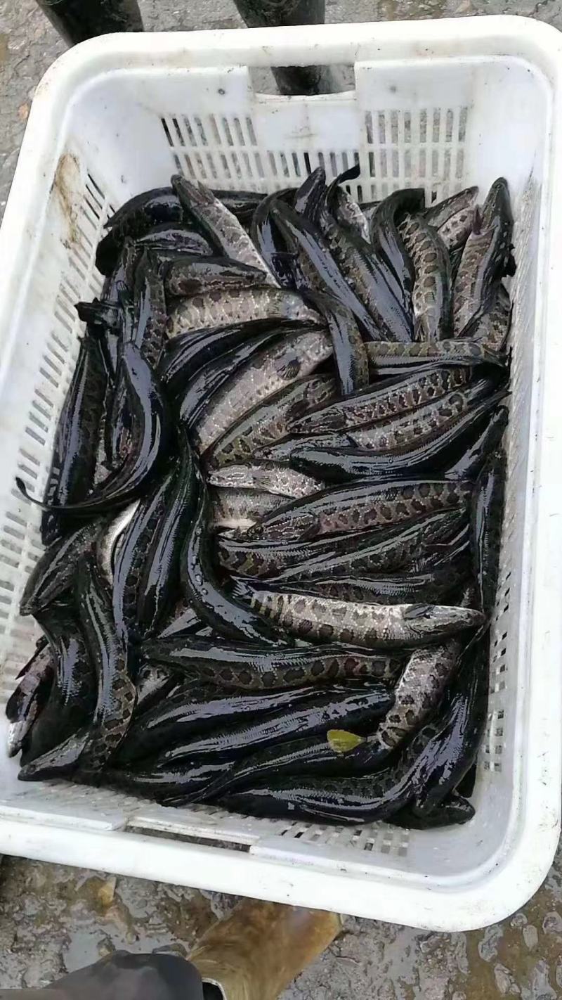 优质黑鱼乌鱼生长速度快抗病毒能力强全国包邮