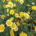 公园观花草花种籽花环菊种子三色菊花种子茼蒿菊种子花卉种子