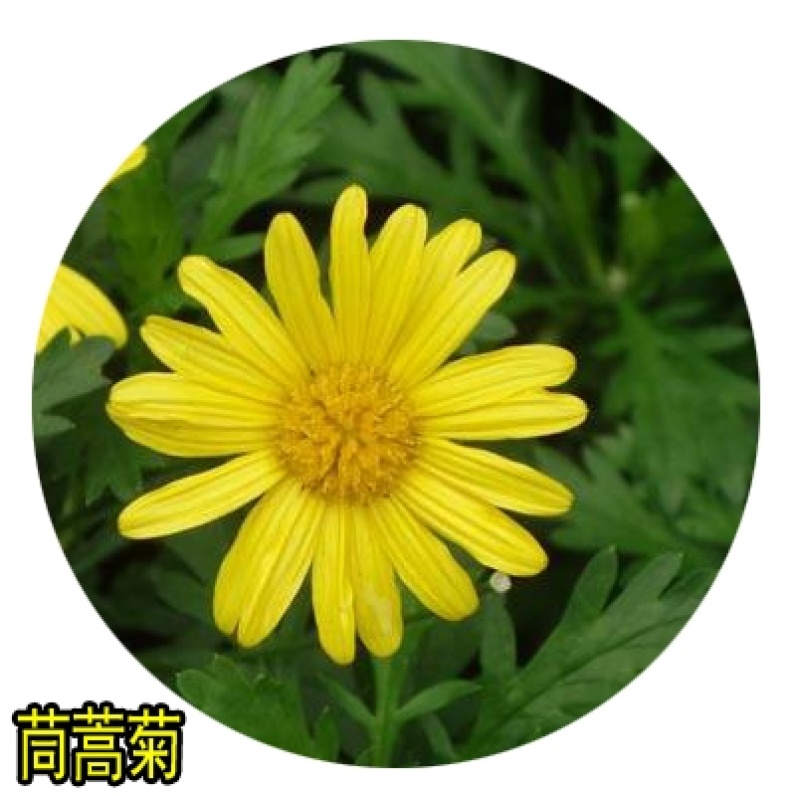 公园观花草花种籽花环菊种子三色菊花种子茼蒿菊种子花卉种子