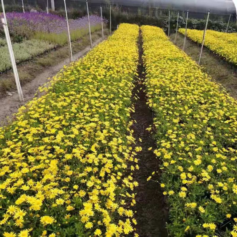 公园观花草花种籽花环菊种子三色菊花种子茼蒿菊种子花卉种子