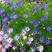 五色菊种子庭院景观花姬小菊种籽好种阳台易活春播夏秋开花籽