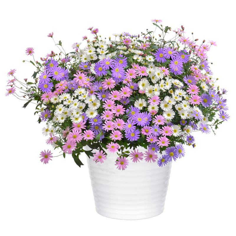 五色菊种子庭院景观花姬小菊种籽好种阳台易活春播夏秋开花籽