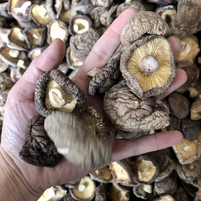 新货干香菇通货肉厚剪脚食品厂干货店通用干冬菇一手货源批发