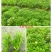木春菊