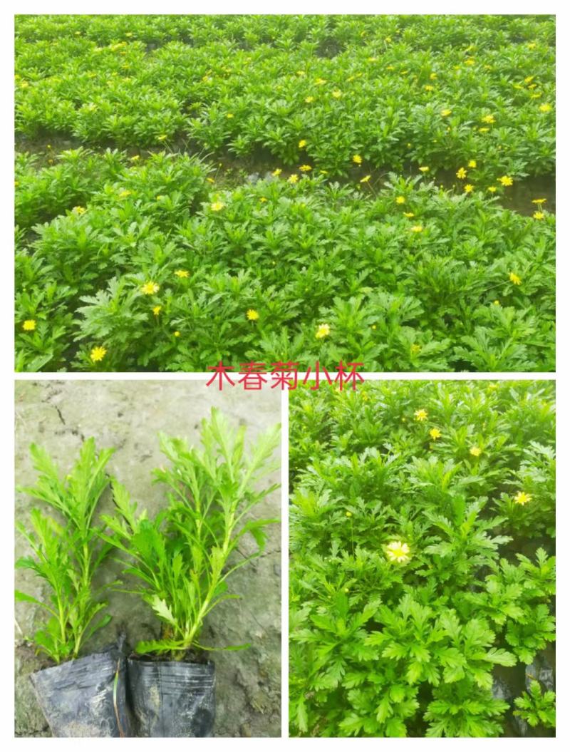 木春菊