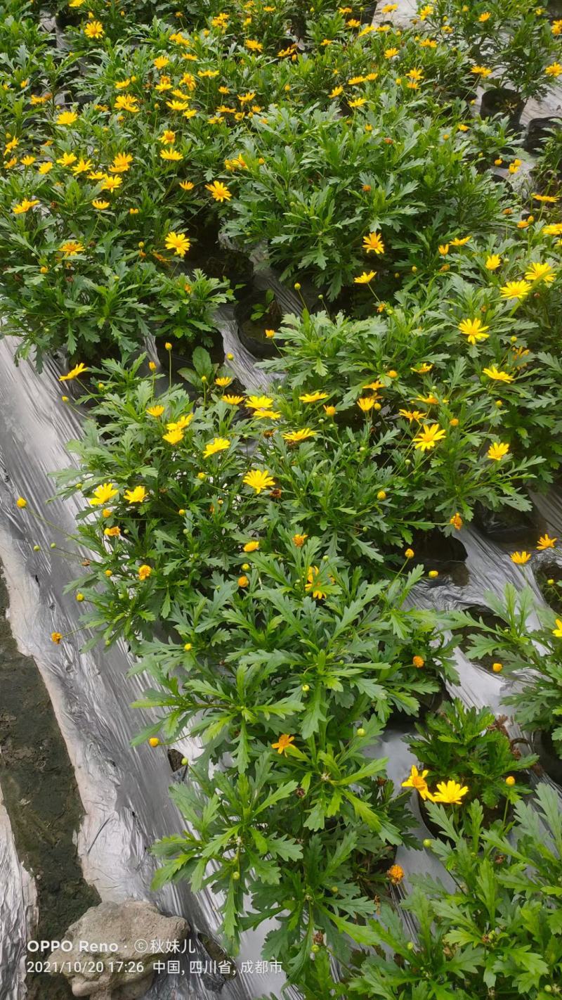 木春菊