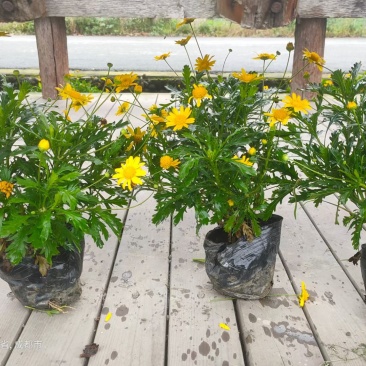 木春菊