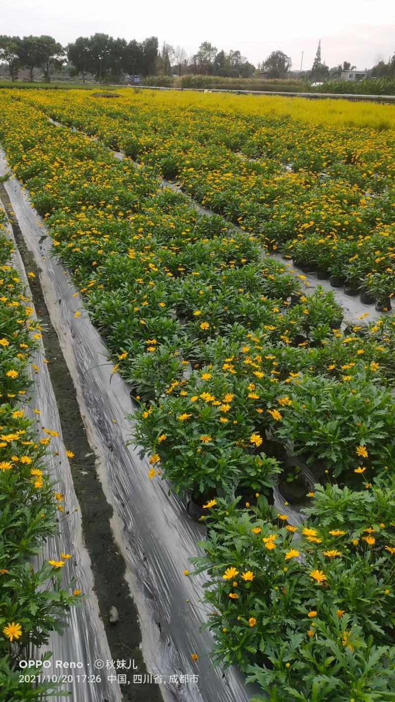 木春菊