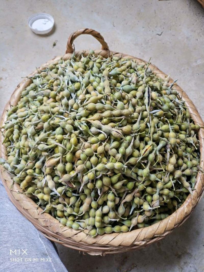 山豆根种子，全国包邮，货到付款！