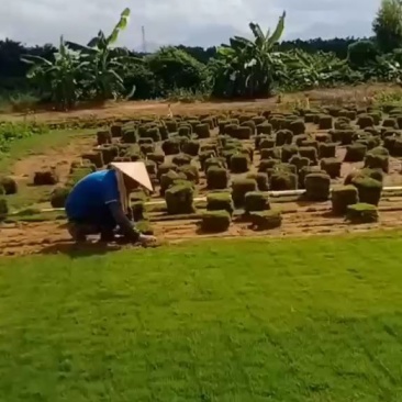 台湾草皮，草卷量大从优，直产直销，