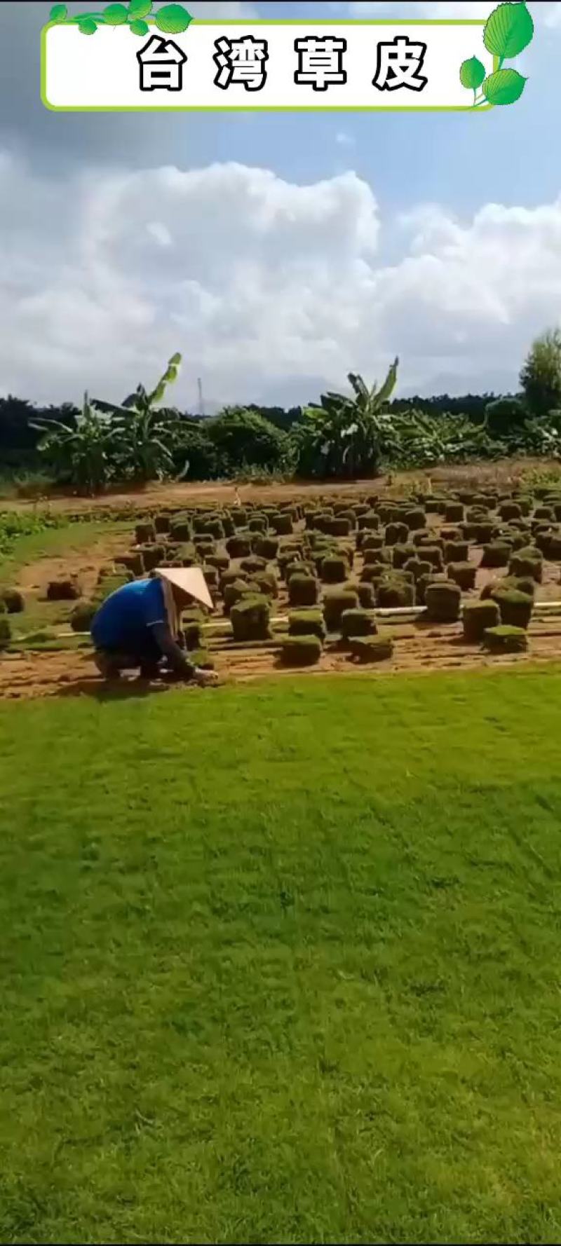 台湾草皮，草卷量大从优，直产直销，