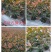 自产自销红叶石楠