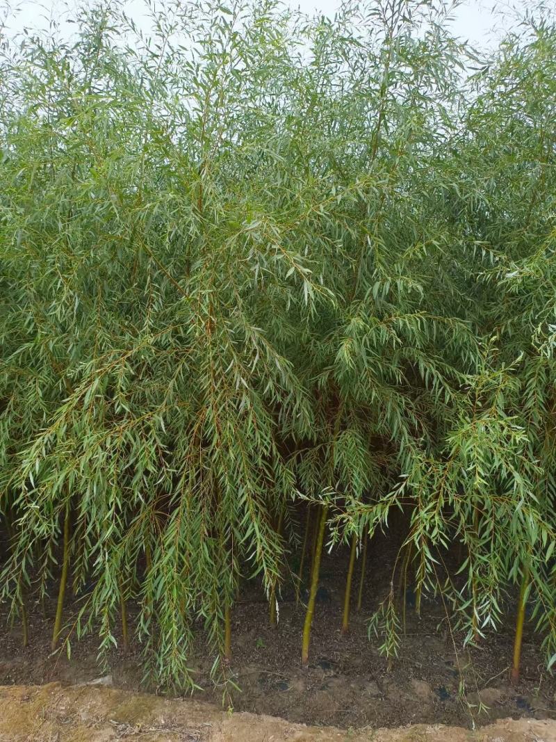 垂柳，5公分，30元一棵，规格齐全，苗圃一千余亩，服务至