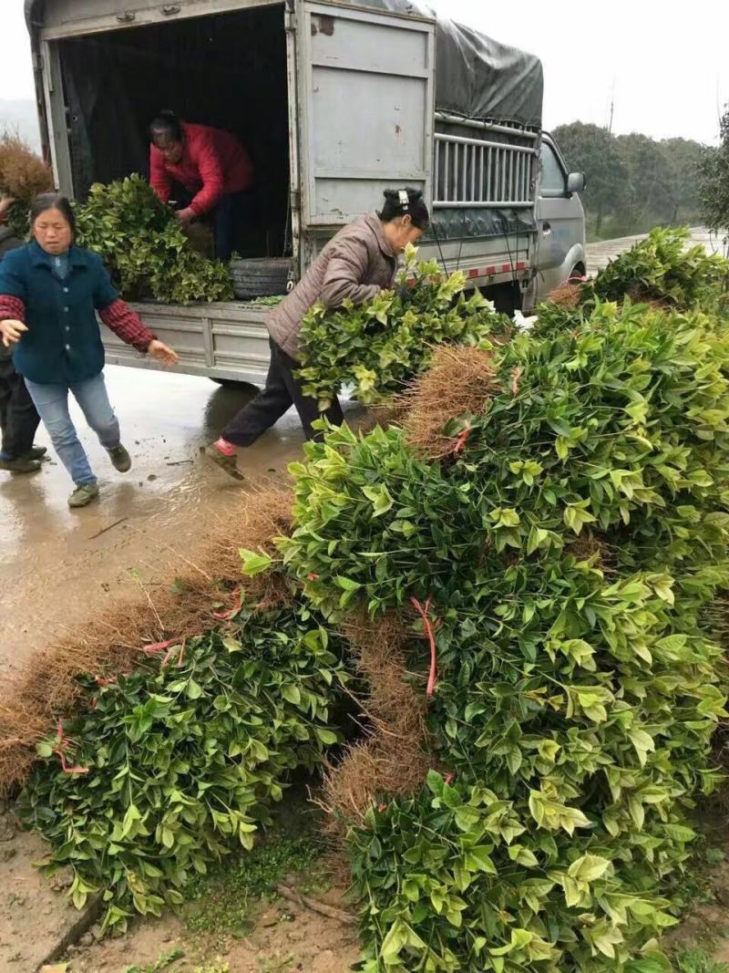 桂花树苗金桂丹桂四季桂杆直浓香型占地绿化专用成活率高