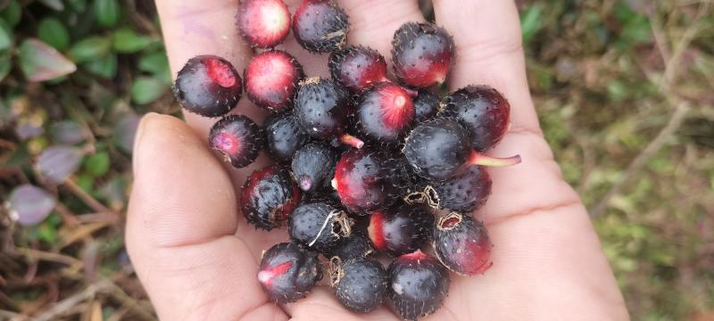 广东野生地菍干，大货供应，欢迎广大客商合作共赢。
