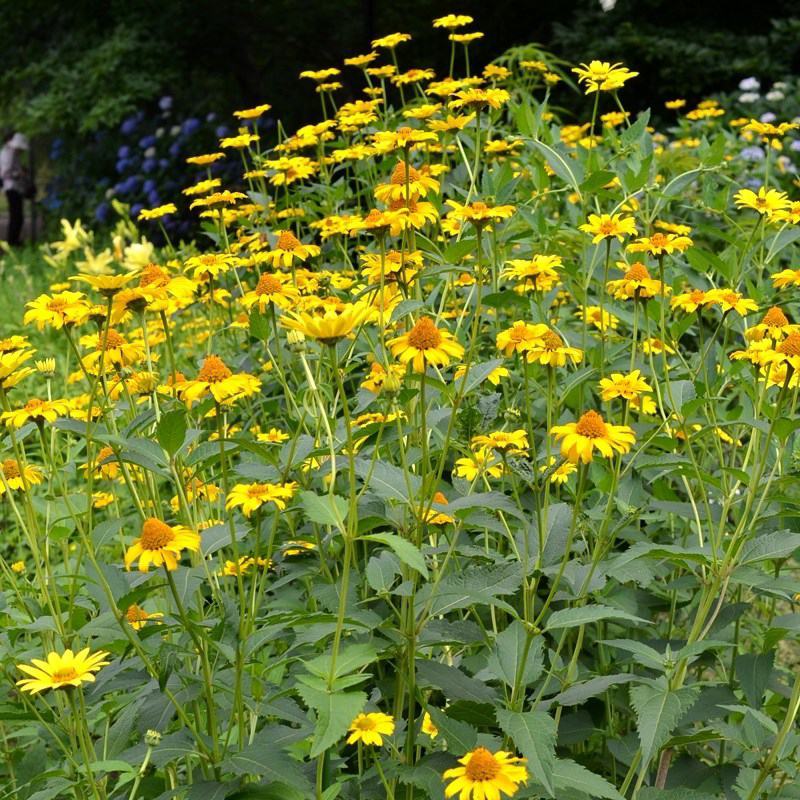 日光菊花种子小黄花籽多年生宿根黄色菊花种子籽当年开花耐寒