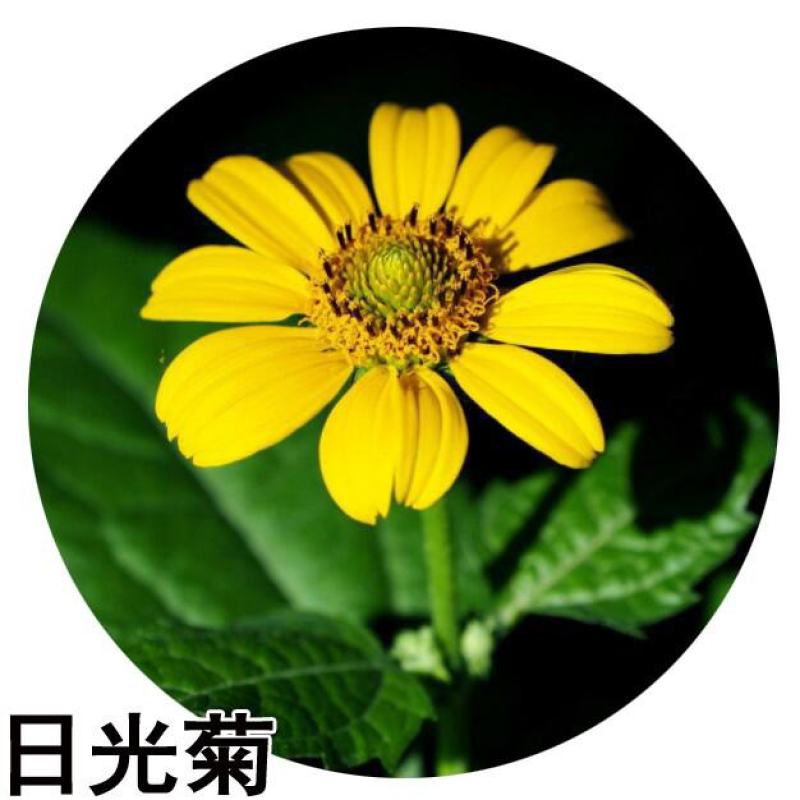 日光菊花种子小黄花籽多年生宿根黄色菊花种子籽当年开花耐寒