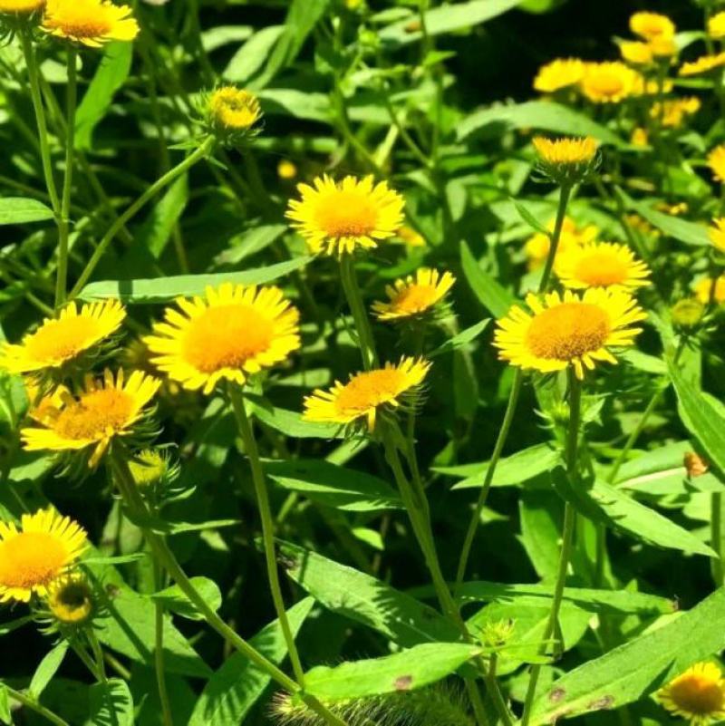 日光菊花种子小黄花籽多年生宿根黄色菊花种子籽当年开花耐寒