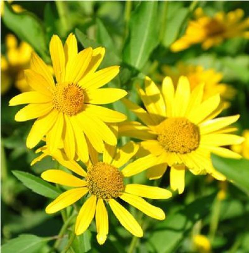 日光菊花种子小黄花籽多年生宿根黄色菊花种子籽当年开花耐寒