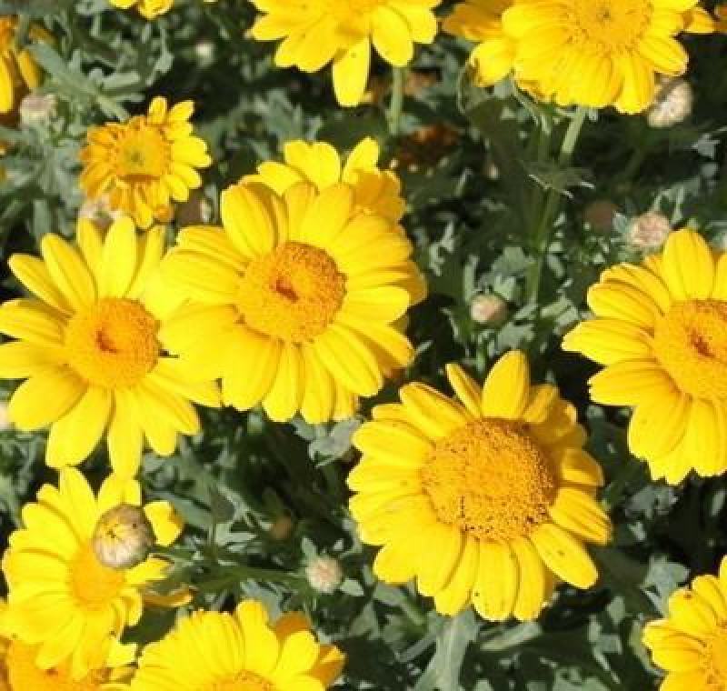 日光菊花种子小黄花籽多年生宿根黄色菊花种子籽当年开花耐寒
