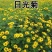 日光菊花种子小黄花籽多年生宿根黄色菊花种子籽当年开花耐寒