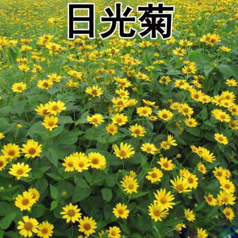 日光菊花种子小黄花籽多年生宿根黄色菊花种子籽当年开花耐寒